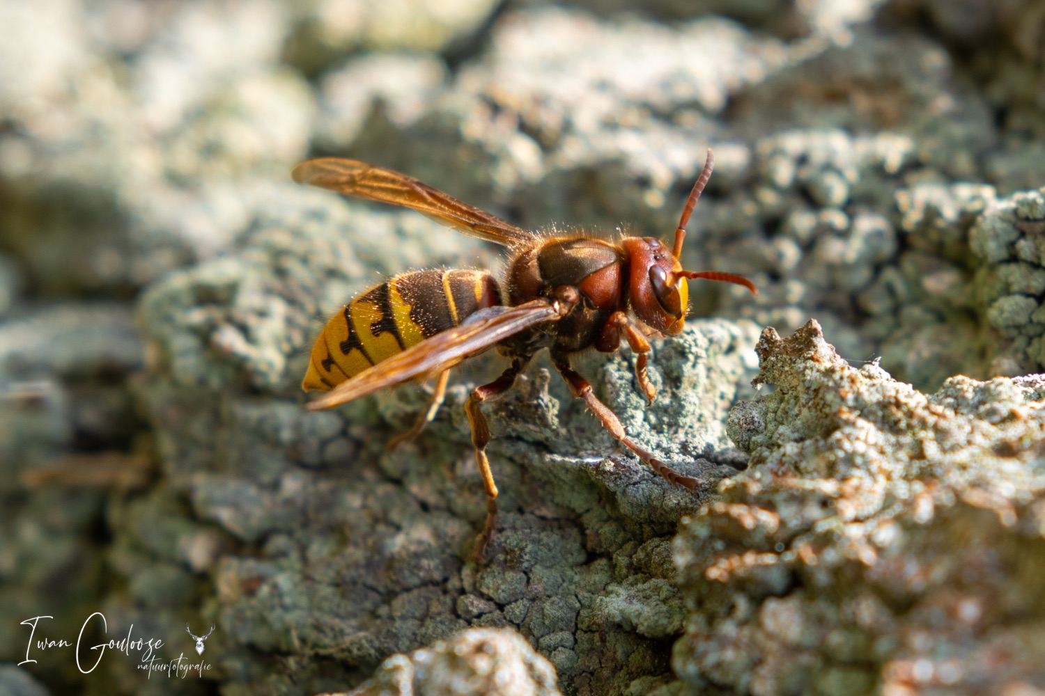 13 mei 2023 133229  R2A0125